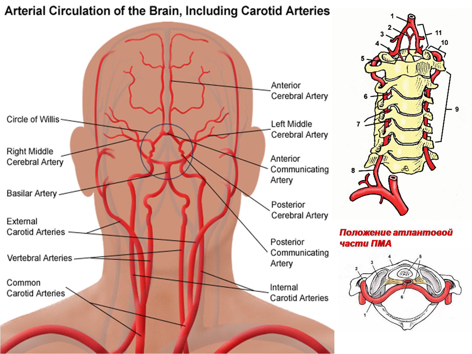 Брахиоцефальные артерии анатомия картинка