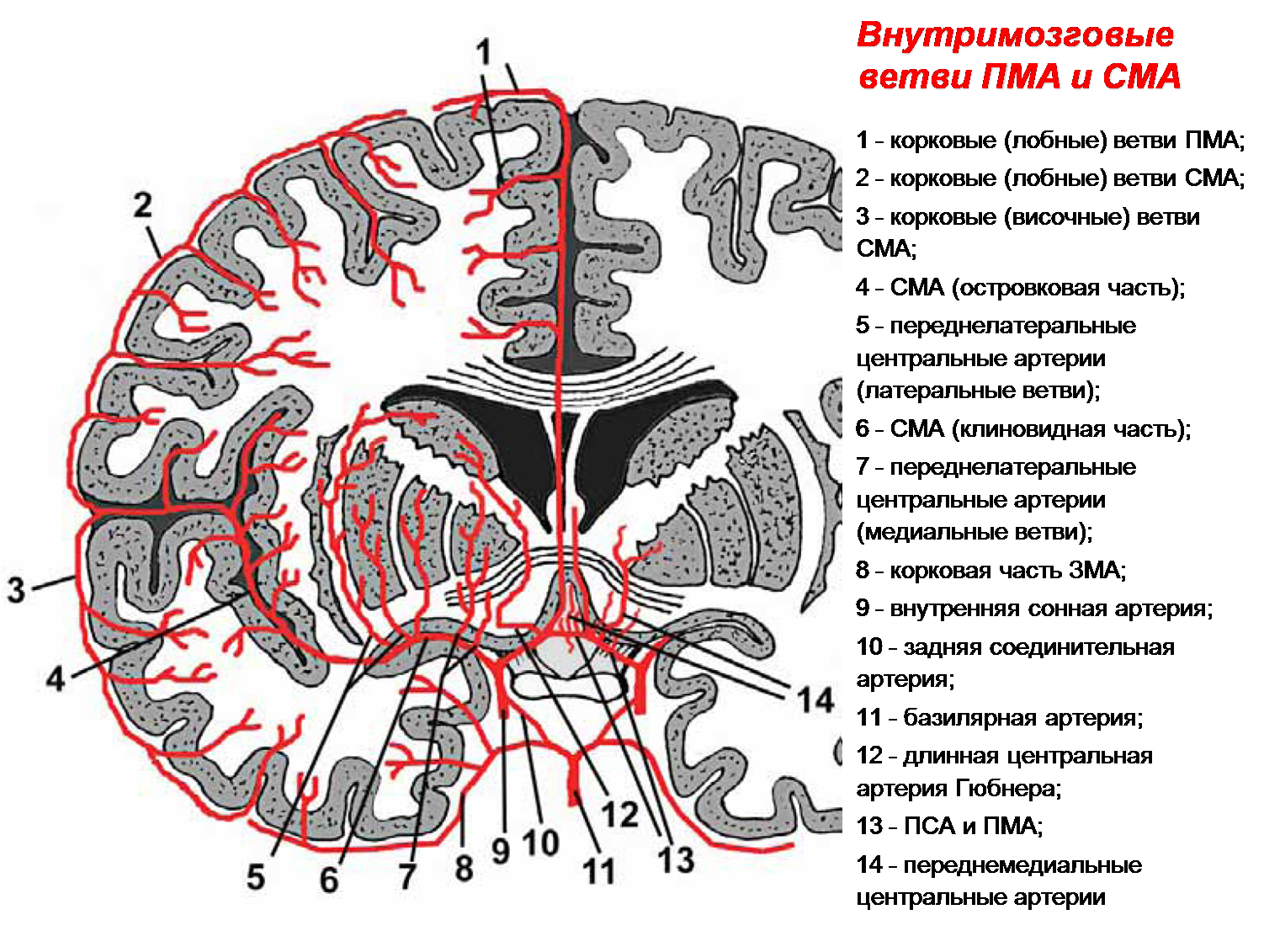 Артерии задних сегментов. Сегменты передней мозговой артерии а1 а2. Сегменты передней мозговой артерии на кт. М1 сегмент средней мозговой артерии схема. А1 и а2 сегменты ПМА.
